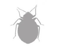 bedbugs