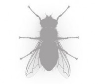 flies