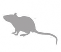 rat